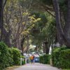 Viale alberato con persone che passeggiano.