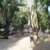 Un viale ombreggiato con alberi e auto parcheggiate.