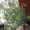 Piante vicino a una veranda.