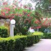 Un giardino con piante e fiori rosa lungo un sentiero.