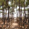 Sentiero tra pini alti, delimitato da staccionate di legno.