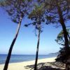 Una spiaggia sabbiosa con alberi alti e il mare sullo sfondo.