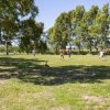 Persone giocano su prato sotto alberi.