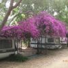Caravan con un albero di bouganville fiorito di color viola brillante sopra.