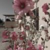 Fiori rosa e bianchi davanti a una casa beige con sfondo leggermente sfocato.