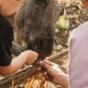 Bambini che danno da mangiare a un asino attraverso una recinzione.