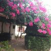 Pergola con fiori rosa e cespugli verdi.