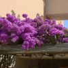 Ramo fiorito di bouganville viola su traliccio.