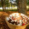 Un cesto di funghi appoggiato contro un albero in una foresta con foglie cadute sul terreno.