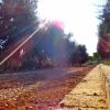 Viale alberato con luce solare intensa tra gli alberi.