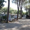 Case mobili tra alberi alti in un campeggio.