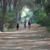 Persone che camminano e vanno in bicicletta su un sentiero alberato.