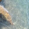 Rocce sommerse in acqua cristallina.
