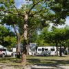 Camping Dal Pino - campeggi e villaggi Marina di Massa - Toscana